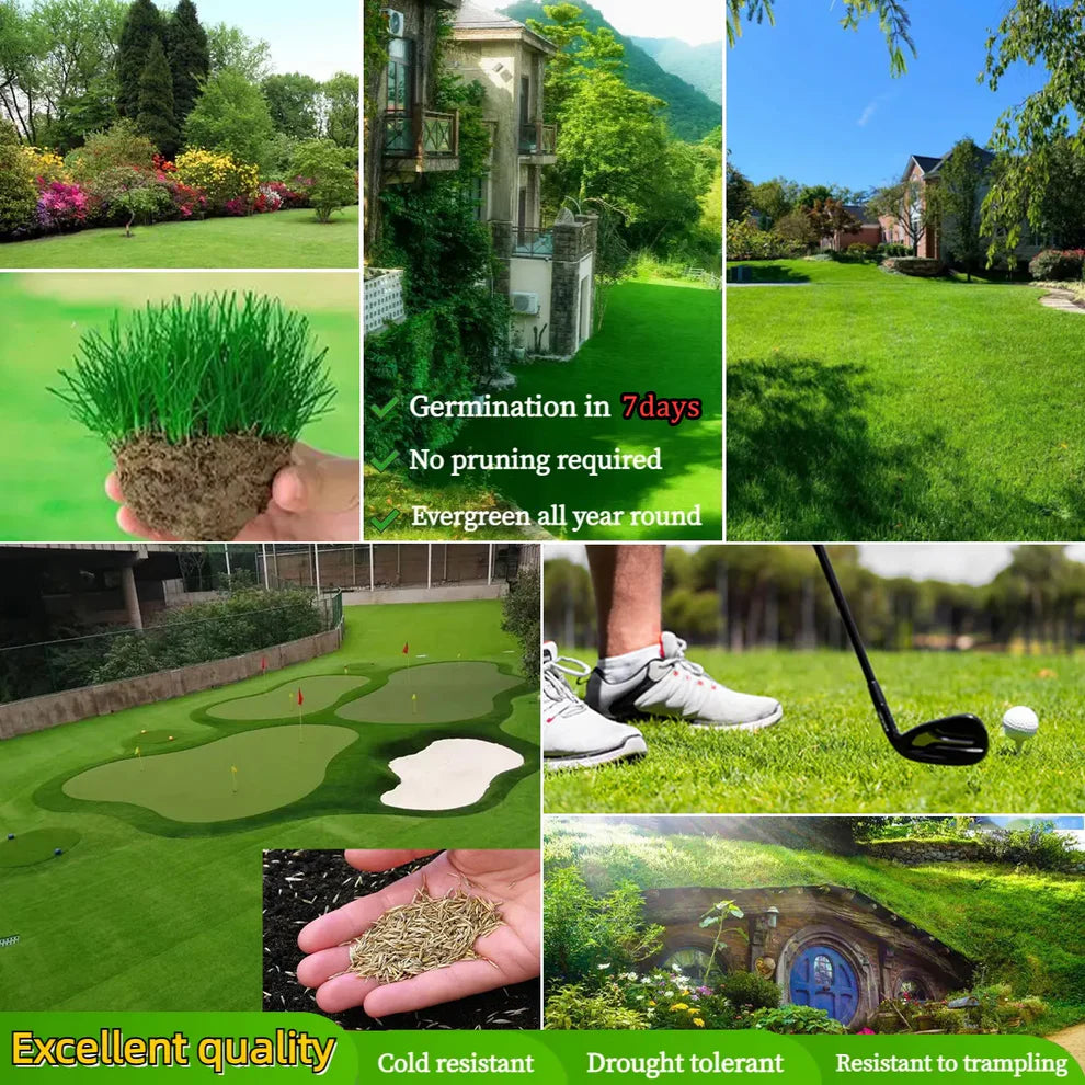 🌱 Four Seasons Evergreen Dwarf Grass Seed for all seasons ( Pack of 100 )