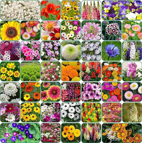 Premium Varieties of Flower Seeds (Pack of 100) And Get Free Plant Growth Supplement